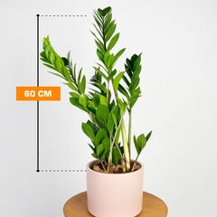 Замиокулькас Zamioculcas 60 см