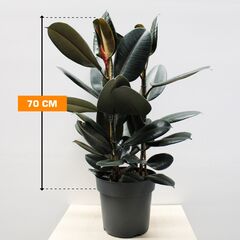 ფიკუსი Ficus Abidjan 27/90
