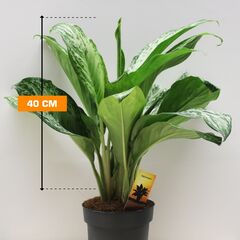 Aglaonema Silver Bay 19/50
