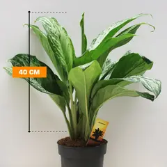 Аглаонема Aglaonema Silver Bay 19/50