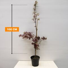 ნეკერჩხალი იაპონური Acer Pal. Atropurpureum C2