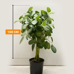 ფიკუსი FICUS BENGHALENSIS BRAID 4PP