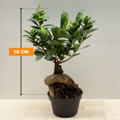 ფიკუსი FICUS MICROCARPA GINSENG 30 სმ