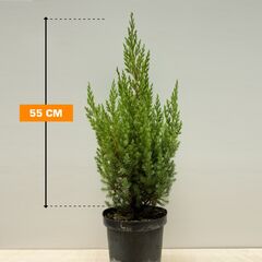 Можжевельник Juniperus chinensis Stricta 15/20 C3