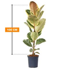 ფიკუსი FICUS ELASTICA BELIZE 1PP 100 სმ