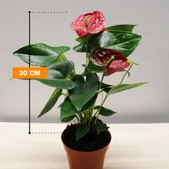 ანტურიუმ Anthurium 30 სმ