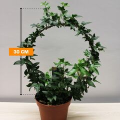 ხედერა Hedera helix several green 13/40
