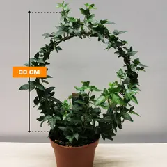 Хедера Hedera helix several green 13/40