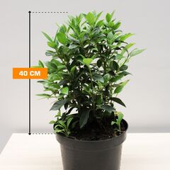 კამელია მარადმწვანე Viburnum Tinus C3