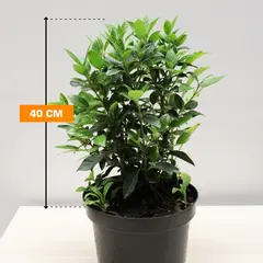 Камелия Вечнозеленая Viburnum Tinus C3