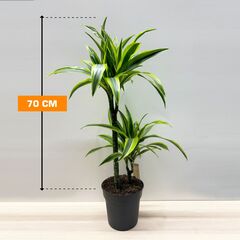 Драцена Lemon Lime 70 см