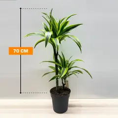 Dracaena Lemon Lime 70 cm