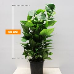Epipremnum Mosstick 60 cm