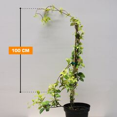 ჟასმინი Rhyncospermum Jasminoides C3