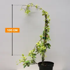 Жасмин Rhyncospermum Jasminoides C3
