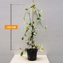 სურო Hedera Colchica Dentata Variegata