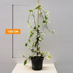 Плющ Hedera Colchica Dentata Variegata