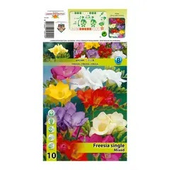 ბოლქვოვანი HBM STAR CAPPERLINE STA Freesia Single Mixed (x10)