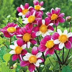 ბოლქვოვანი HBM STA Dahlia Twyning's Smartie (x1)
