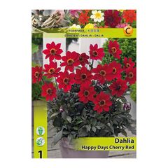 ბოლქვოვანი HBM STA Dahlia Happy Days Cherry Red (x1)