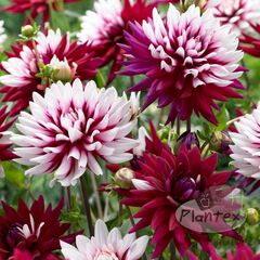 Луковичные HBM SUP Dahlia Rebecca's World (x1)