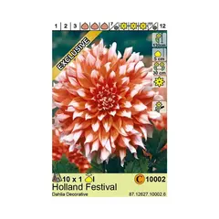 ბოლქვოვანი HBM STA Dahlia Holland Festival (x1)
