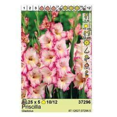 ბოლქვოვანი HBM BEST BUY CAPPERLINE BES Gladiolus Priscilla (x5)