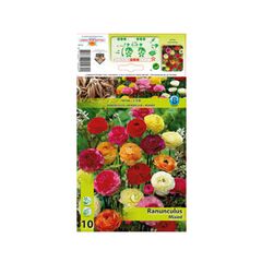 ბოლქვოვანი HBM STA Ranunculus Mixed (x10)