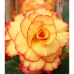 ბოლქვოვანი HBM STA Begonia Picotee Yellow/Red (x2)