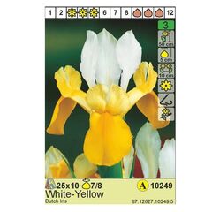 Bulbous HBM STA Dutch Iris Yellow/White (x10)