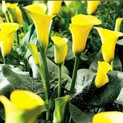 ბოლქვოვანი HBM STA Calla Sunshine (x1)