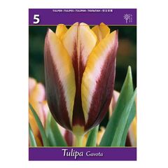 Bulbous HBM BES Tulipa Gavota (x5)