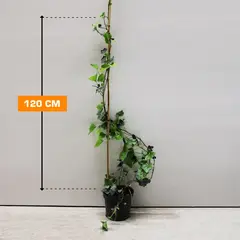 Плющ Hedera helix Hibernica