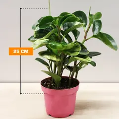 Peperomia 25 cm
