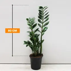 Замиокулькас Zamioculcas 80 см