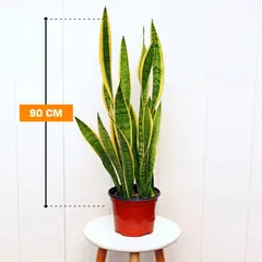 სანსევიერია SANSEVIERIA LAURENTII 5 PP 90 სმ