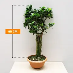Фикус FICUS MICROCARPA STRAIGHT STEM 40/50 cm