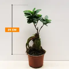 ფიკუსი FICUS MICROCARPA GINSENG 25 სმ