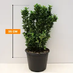 Euonymus Microphyllus Pulchellus 35 cm