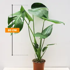 მონსტერა Monstera 60 cm
