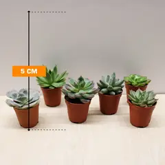 სუკულენტი SUCCULENT ANDROMISCHUS CRISTATUS 5 სმ