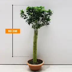 FICUS MICROCARPA STRAIGHT STEM 90 cm