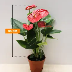 ანტურიუმ Anthurium 35 სმ