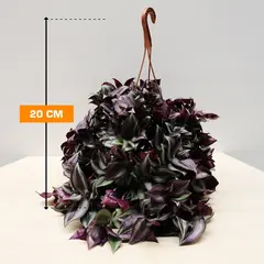 ტრადესკანცია TRADESCANTIA HANGING 20 სმ