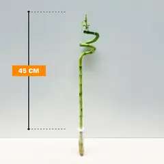 Dracaena Bamboo 45 cm