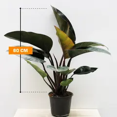 ფილოდენდრონი PHILODENDRON RED CONGO 60 სმ