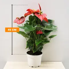 ანტურიუმ Anthurium 45 სმ
