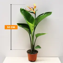 STRELITZIA NICOLAI 1 PP 50 cm