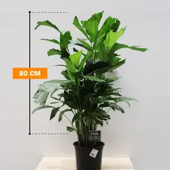 CARYOTA MITIS 80 CM