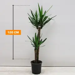იუკა Yucca 2PP 120 სმ